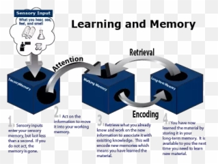 How Does The Mind Search Our Memory - Learning And Memory Related Emoji,Moonwalking With Einstein Quotes On Emotions