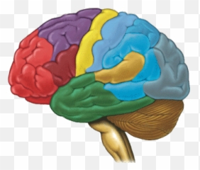 Happiness Or Success - Anatomy Of The Brain Emoji,Shawn Achor Positive Emotions