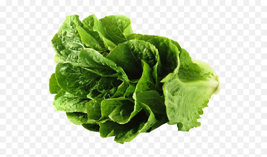 Romaine Lettuce Png Image Background Png Arts Emoji,Soggy Lettuce Emoji