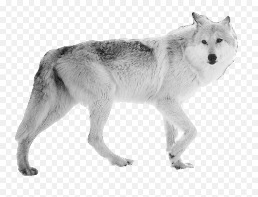 Of Labels And Indifference Why Men Donu0027t Fall Into - Gray Wolves A Keystone Species Emoji,Images Of Person Torn Between Emotions