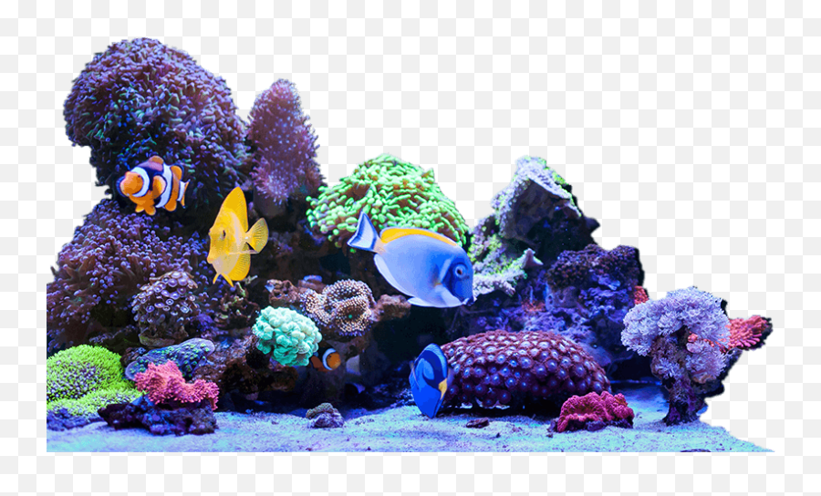 Bulk Reef Supply - Making Reefing Fun And Easy Bulk Reef Emoji,Fishtank Emoticon For Facebook