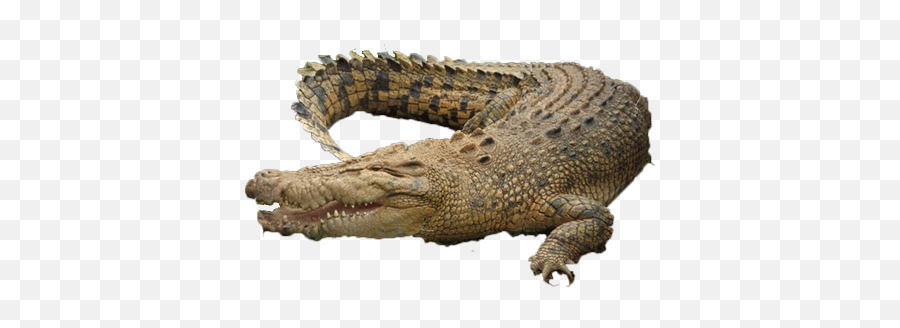 Crocodile - Crocodile Png Emoji,Saltwater Emotions