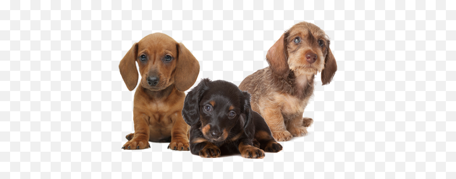 Micro Mini Dachshund Puppies For Sale Nc - Change Comin Puppies Transparent Emoji,Wiener Dog Emoticon