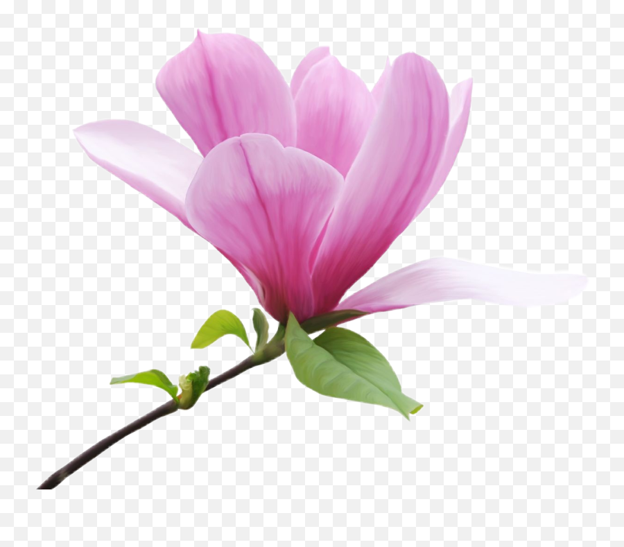 Magnolia Flower Floral Pink Sticker - Magnolia Png Emoji,Magnolia Emoji