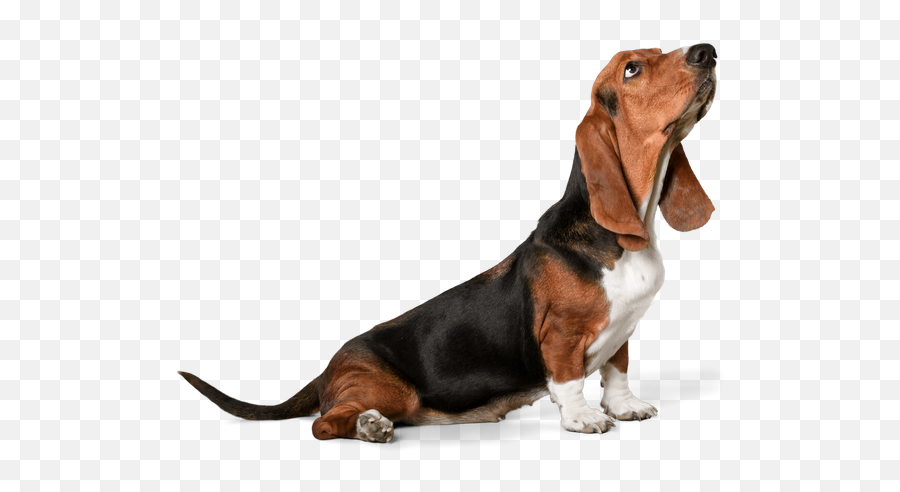 Are Basset Hounds Good Service Dogs - Neeness Basset Hound Doing Tricks Emoji,Beagle Puppy Emotions
