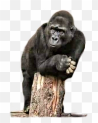 Discover Trending - Find An Old Pathways Through The Jungle Of Business And Life Emoji,Internet Gorilla Emoticon