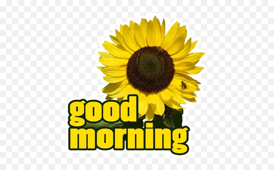 Good Morning Stickers For Whatsapp - Apps On Google Play Fresh Emoji,Have A Good Day Emoticons