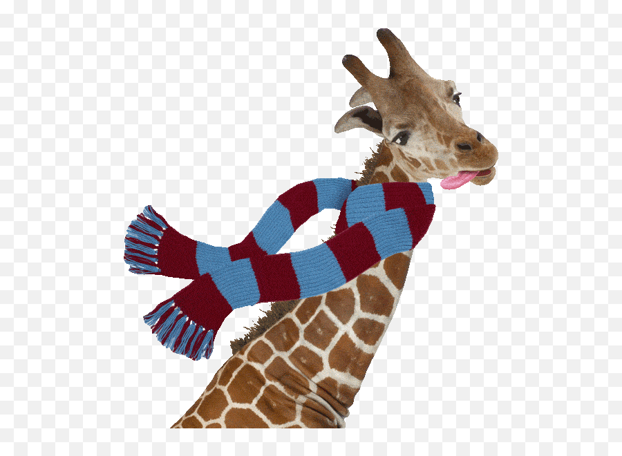 Froid Stickers For Android Ios - Giraffe With Scarf Gif Emoji,Giraffe Emoji Stickers For Android -giraffemoji