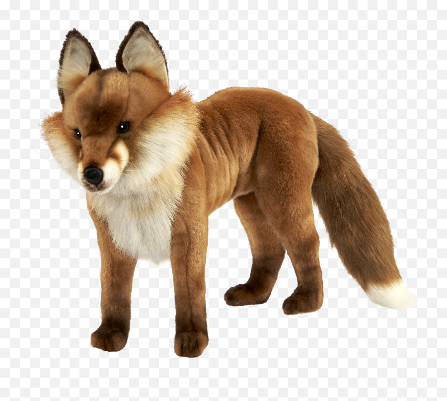 Red Fox Dhole Dog Snout - Dhole Transparent Background Emoji,Red Fox Emotion