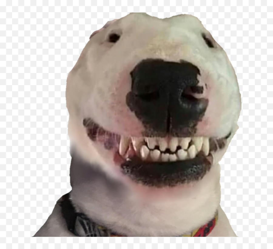 Helpful Sheets - Walter Dog Funny Emoji,Doge Emojis