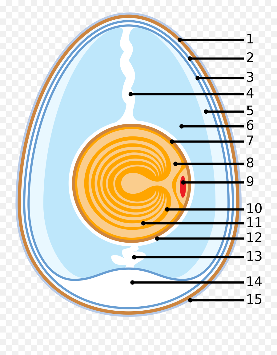 Egg As Food - 15 Parts Of Egg Emoji,Broken Egg Yolk Japanese Emoticon