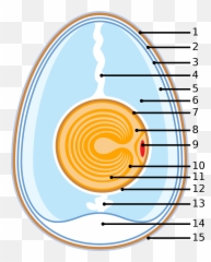 Egg As Food - 15 Parts Of Egg Emoji,Broken Egg Yolk Japanese Emoticon