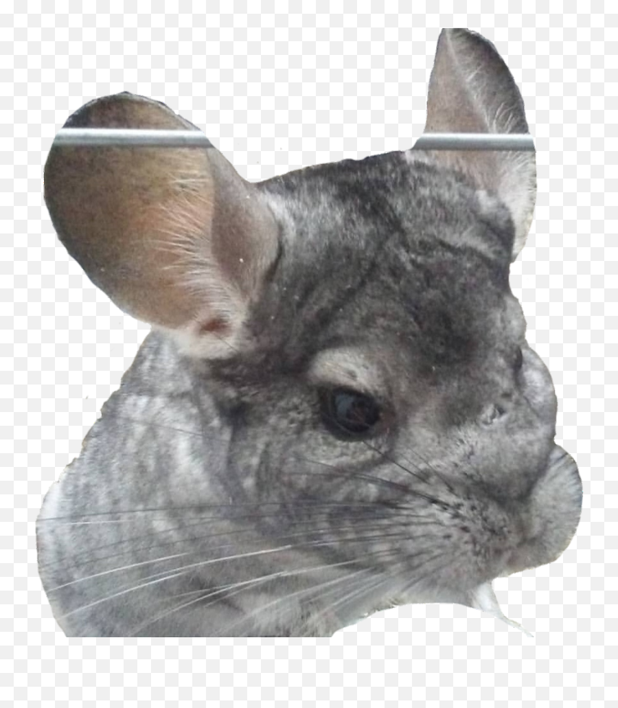 Chinchilla Chinchillas Sticker By Academic Witch - Chinchilla Emoji,Chinchilla Emoji