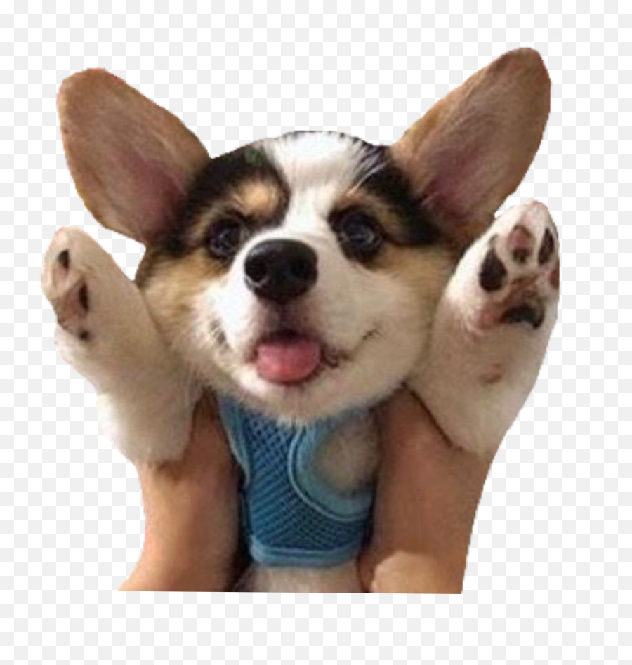 The Most Edited Puppylover Picsart Emoji,Welsh Corgi Emoticon