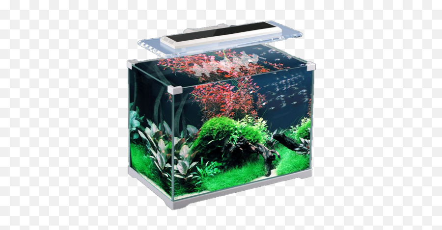 Aquarium Fish Tank Png Images 33png Snipstock Emoji,Fishtank Emoticon For Facebook