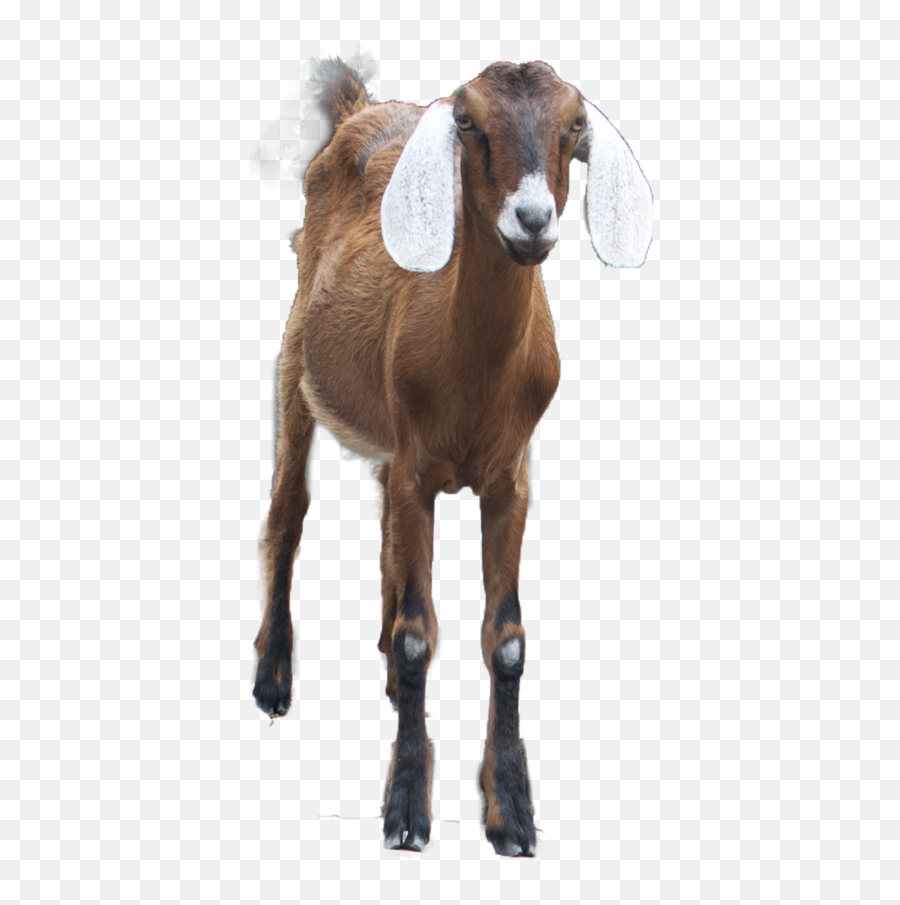 Page 6 For Goat Clipart - Free Cliparts U0026 Png Goat Emoji Goat Images Hd Png,Goat Emoji