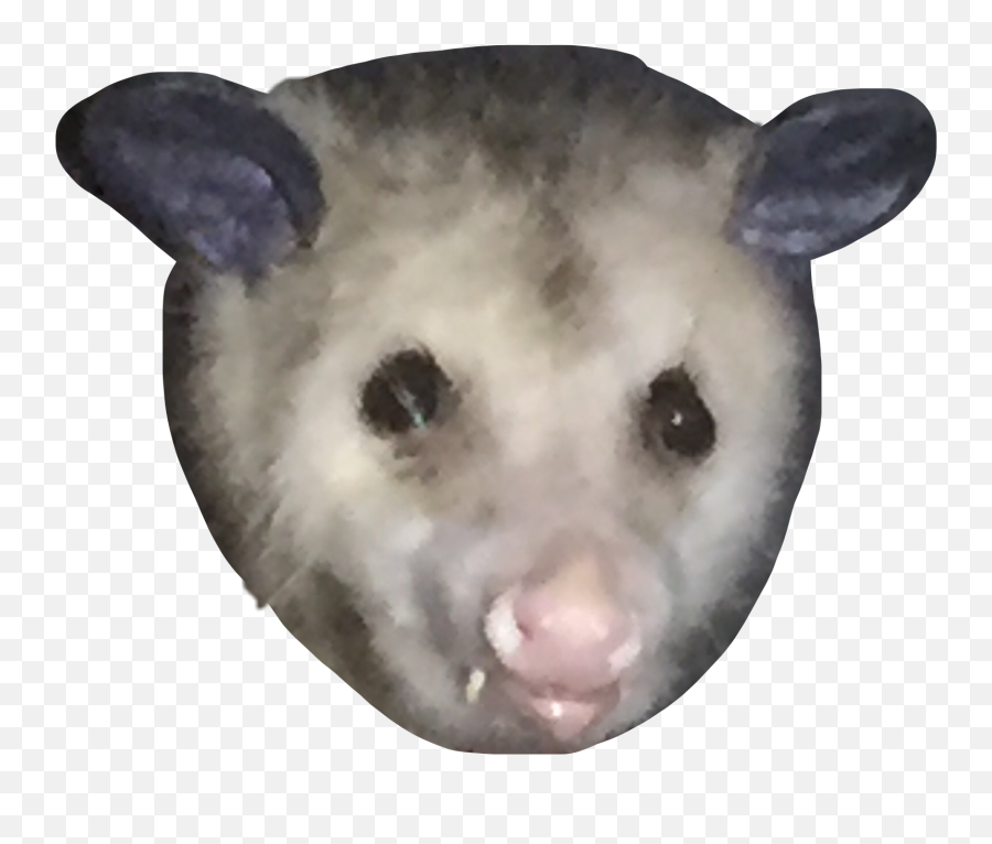 Possum Sticker - Virginia Opossum Emoji,Possum Emoji