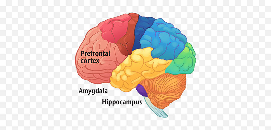 The Hopes Brain Tutorial Version - Lobes Of The Head Emoji,Part Of Brain For Emotion