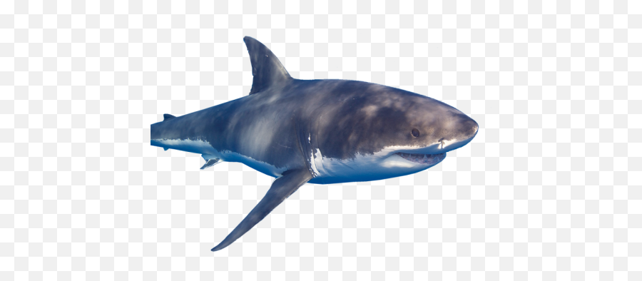 Sharks - Great White Shark Emoji,Stingrays Flaps Emotions