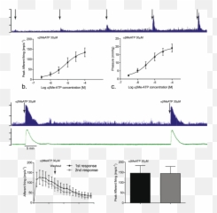 Bladder Afferent Nerves Respond To Me - Plot Emoji,Neurosensory Processing Mechanisms On Emotions