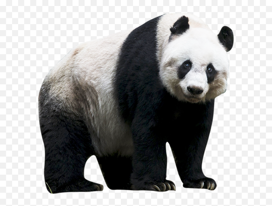 The Giant Panda Red Panda Bear - Red Panda Png Download Panda Transparent Background Emoji,Red Panda Emoji Twitter