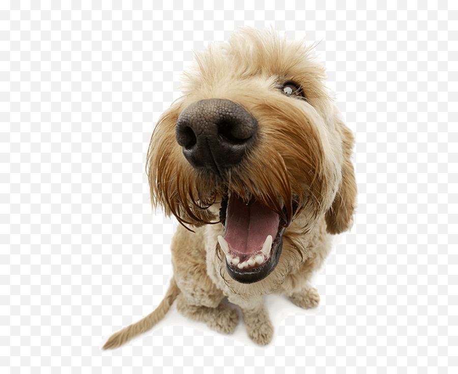 Potty Training - Happy Tails Rule Perro Con Gran Angular Emoji,Dog With So Emotion In Eyes