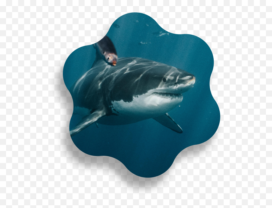 Guadalupe Island Shark Diving The Pacific Fleet Emoji,Sharks Dont Feel Emotions