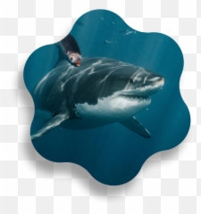 Guadalupe Island Shark Diving The Pacific Fleet Emoji,Sharks Dont Feel Emotions