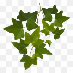 Leaf Png Transparent Image - Freepngdesigncom Emoji,Leaf Sprig Emoji