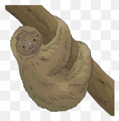 Sloth Clipart - Pygmy Sloth Emoji,Is There A Sloth Emoji