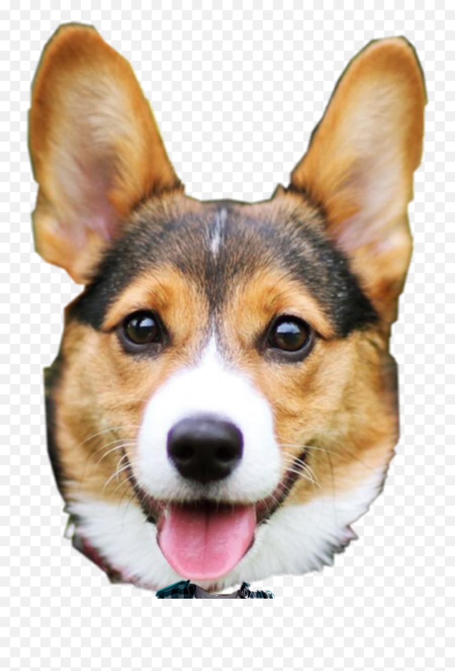 Doglover Doglover Cropped And Cut Dog - Collar Emoji,Dog Emoji Shirt