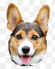 Doglover Doglover Cropped And Cut Dog - Collar Emoji,Dog Emoji Shirt