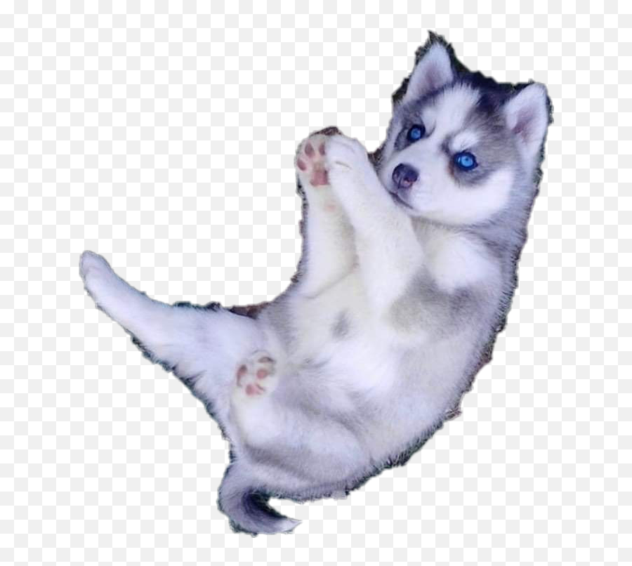 The Most Edited Huskey Picsart - Soft Emoji,Husker Emoji