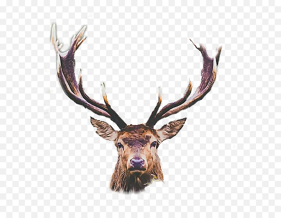 Deer Cute Sticker - Caribou Emoji,Buck Emoji