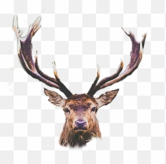 Deer Cute Sticker - Caribou Emoji,Buck Emoji
