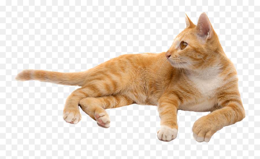 Cat Iconpng Page 1 - Line17qqcom Tabby Orange Cat Transparent Background Emoji,Cheshire Cat Emoticon