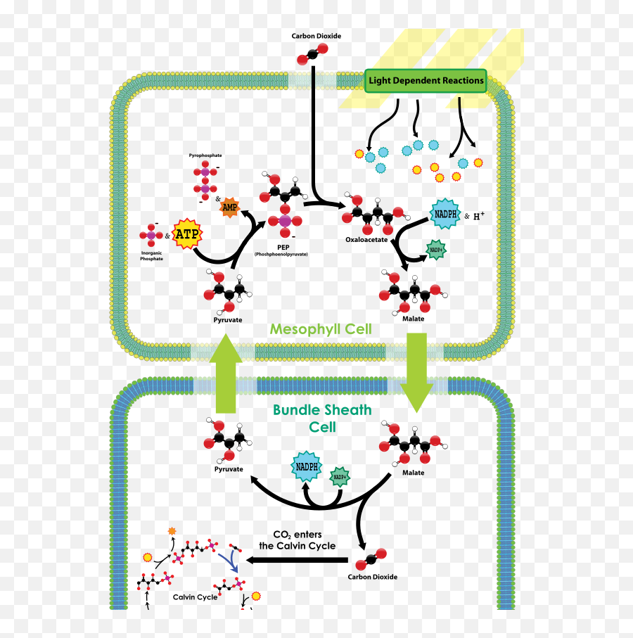 Evolutionary History Of Plants - C4 Plants Carbon Fixation Emoji,Coevolution Layer Emotion