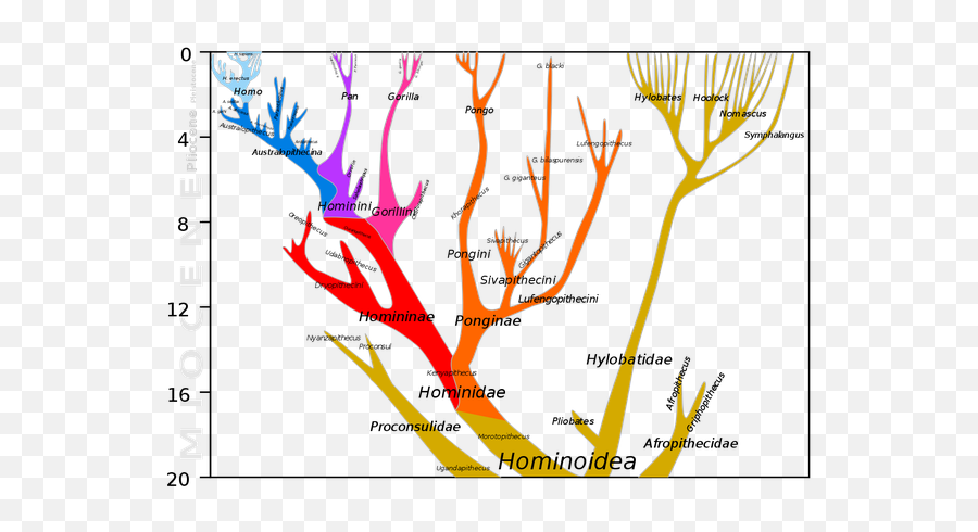 Did Human Beings Actually Evolve From - Apes Emoji,Do Chimps Have Emotions Do Chimps Create And Use Tools