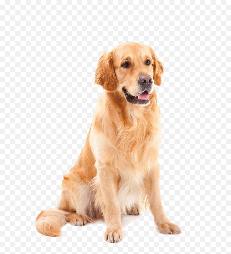 Download Golden Shih Tzu Pet Dog Poodle Yorkshire Clipart - Golden Retriever Mischling Labrador Emoji,Poodle Happy Birthday Emoticon