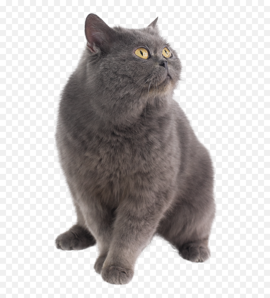 Fotos De Stock Gratis U2013 Hermosas Imágenes De Personas Y - British Shorthair Emoji,Emoji Tirando Dinero