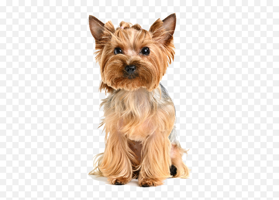 Yorkshire Terrier Puppy Psd Official Psds - Yorkshiere Terrier Png Emoji,Terrier Dog Emoji Png