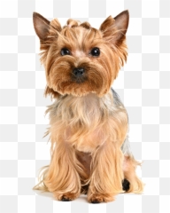 Yorkshire Terrier Puppy Psd Official Psds - Yorkshiere Terrier Png Emoji,Terrier Dog Emoji Png