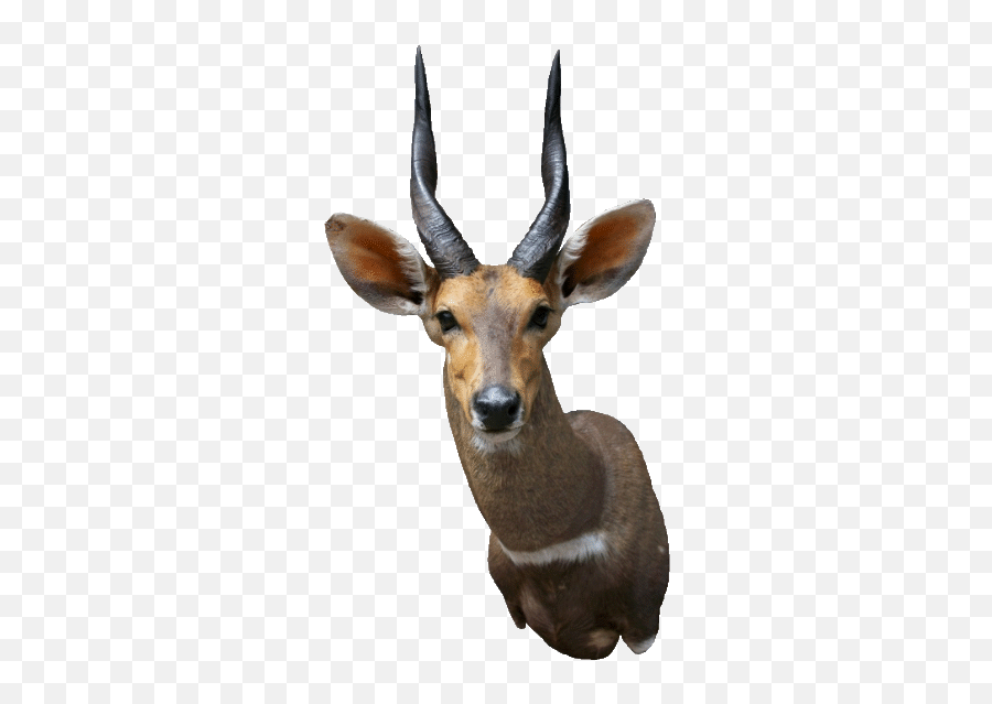 Hauser - Tierformende Impala Emoji,Bongo's Emoji