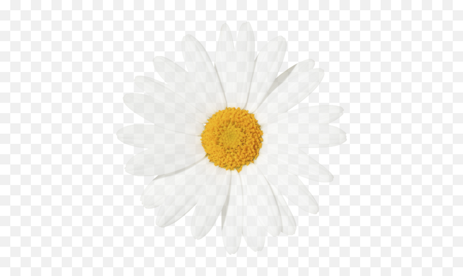 Yellow Centered Daisy Daisy Wallpaper Cactus Pictures Emoji,Flower Emoticon Divders