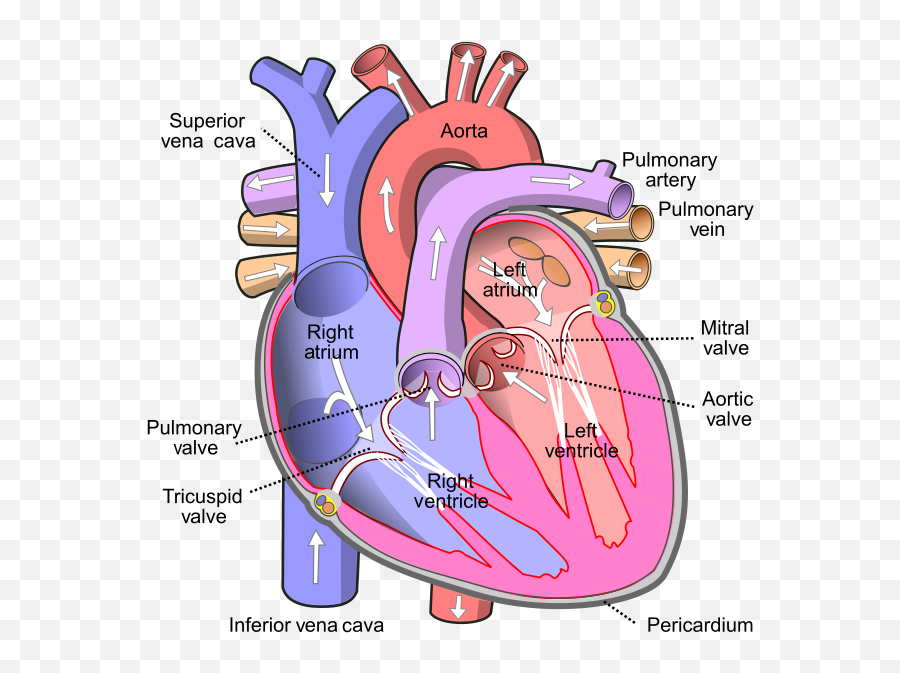 Human Body Emoji,Theory Of Emotion Walter Cannon