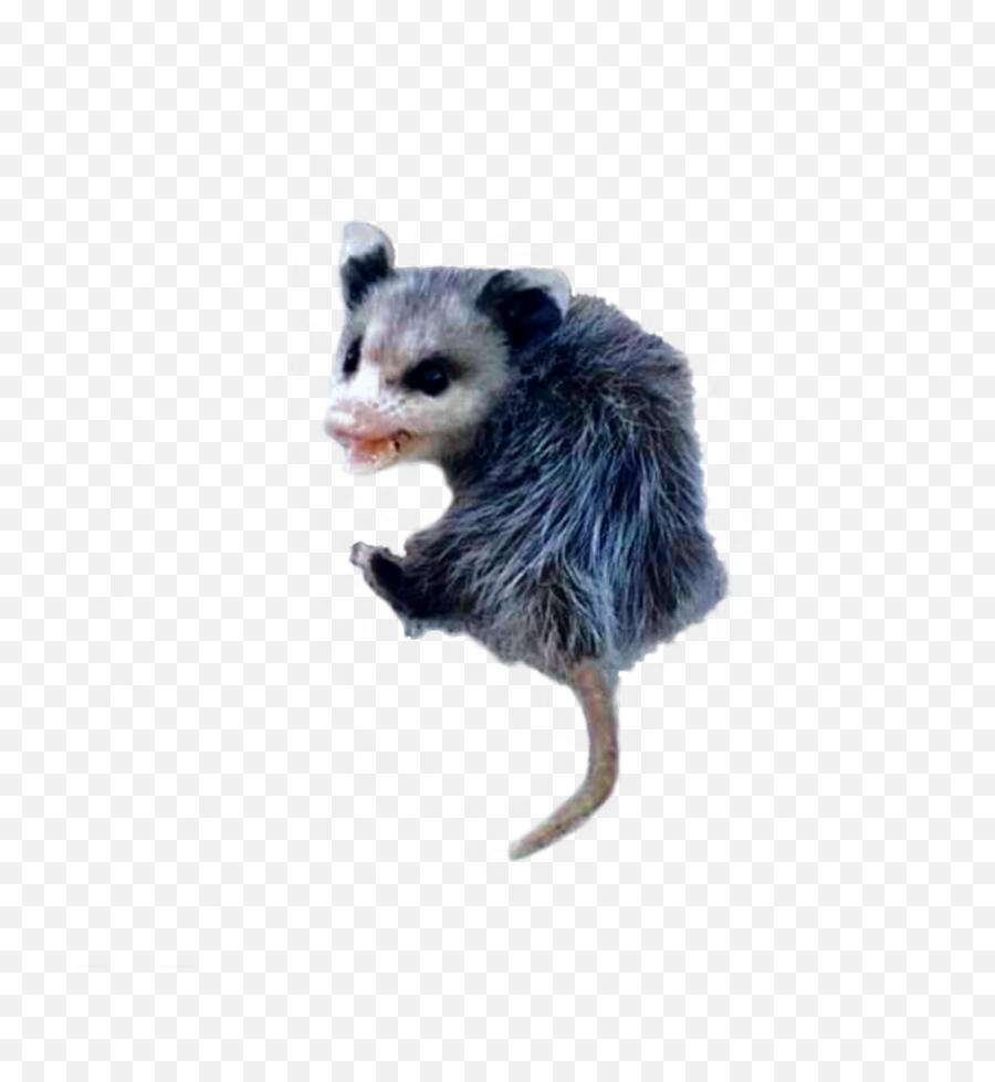 Possum Opossum Sticker - Possum Png Emoji,Possum Emoji