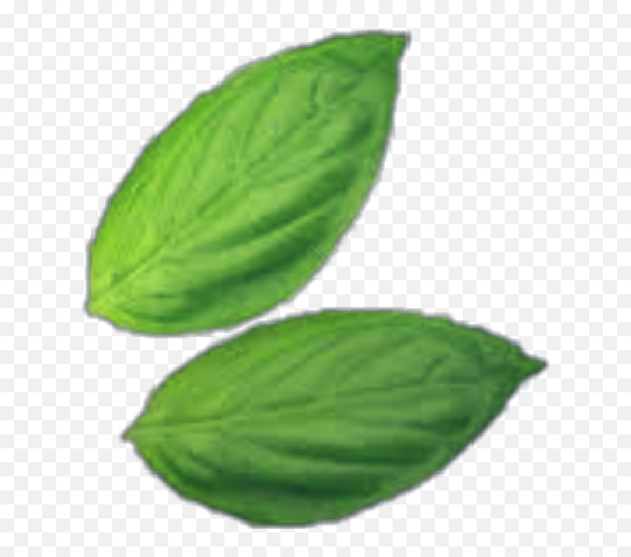 Basil Green Vegan Veganfood Sticker - Herbal Emoji,Basil Emoji