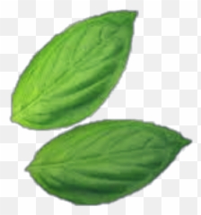 Basil Green Vegan Veganfood Sticker - Herbal Emoji,Basil Emoji