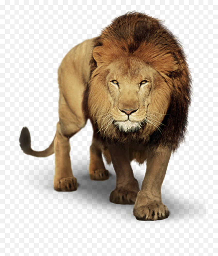 The Coolest Lion Animals U0026 Pets Images And Photos On Picsart - Picsart Lion Png Hd Emoji,Lion Emoji For Iphone