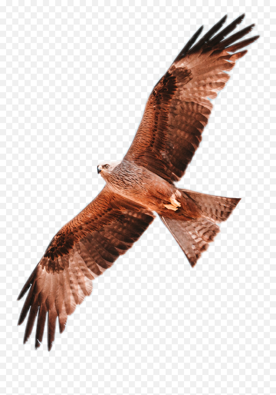 Bird Nature Eagle Hawk Sky Sticker Emoji,Hawk Emoji